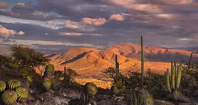 Valle de TehuacnCuicatln