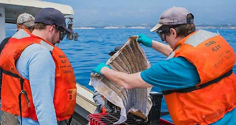 Crean esponja para limpiar vertidos de petrleo en el mar