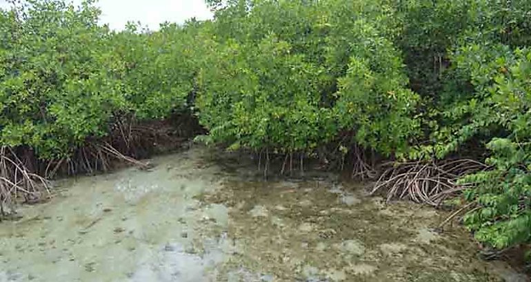 Manglar