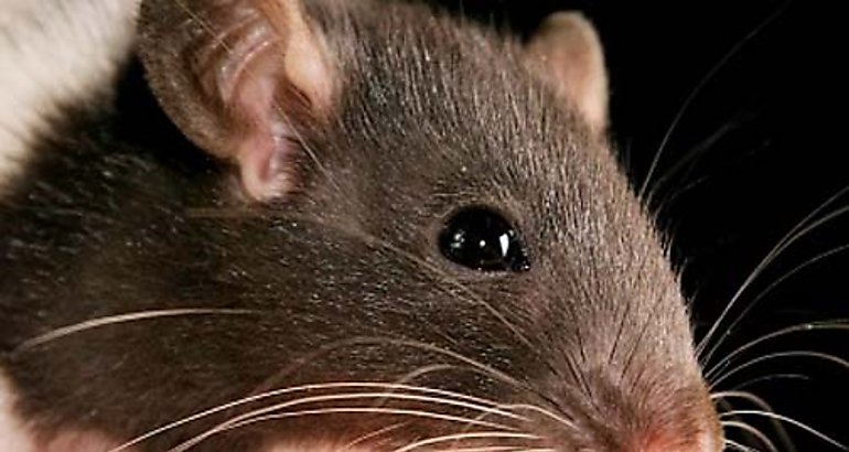 hantavirus