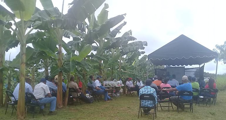 MIDA realiza escuelas de campo sobre pltano en Chiriqu 