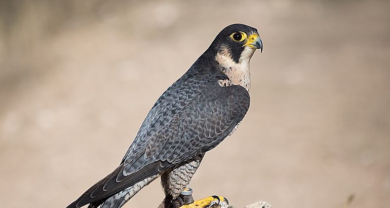 Halcn Peregrino