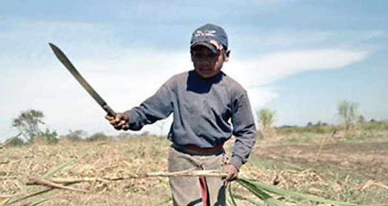 trabajo infnatil en la caa de azucar