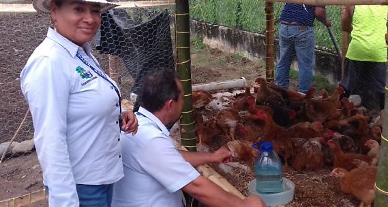 Cursos de cra de aves de corral 