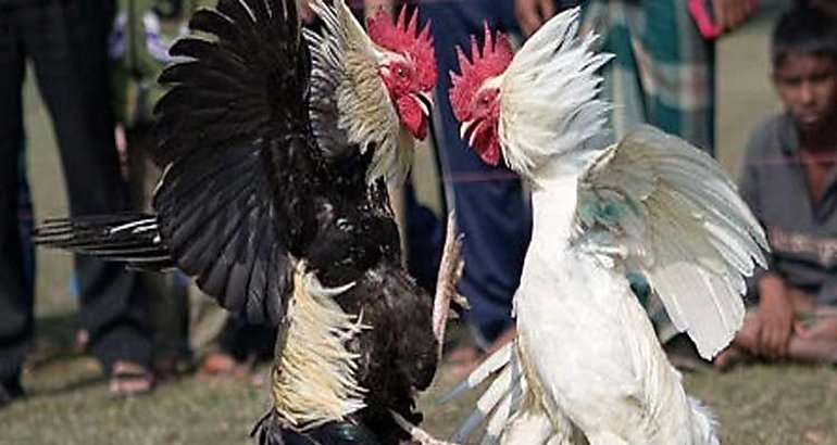 peleas de gallos