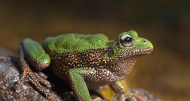 Sapo del Pramo