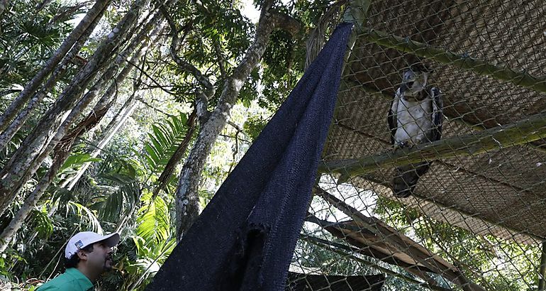 Ministerio de Ambiente rescata y atiende guila harpa