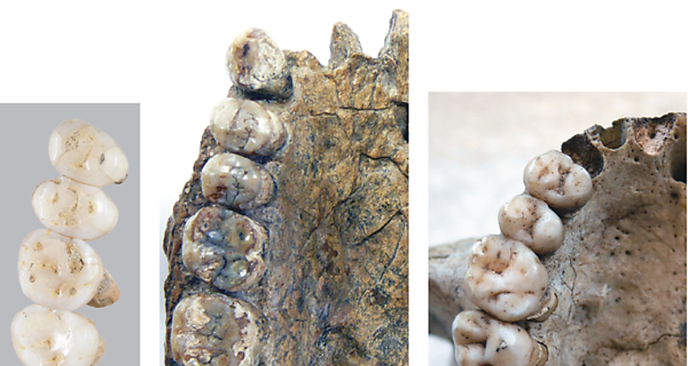 La apariencia del Homo luzonensis