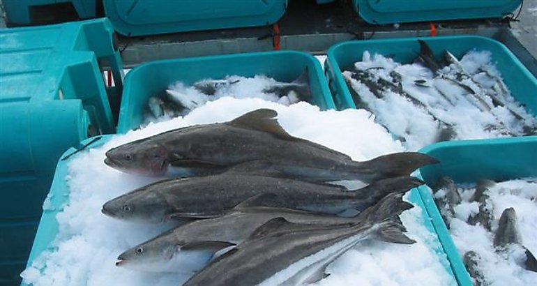 cobia