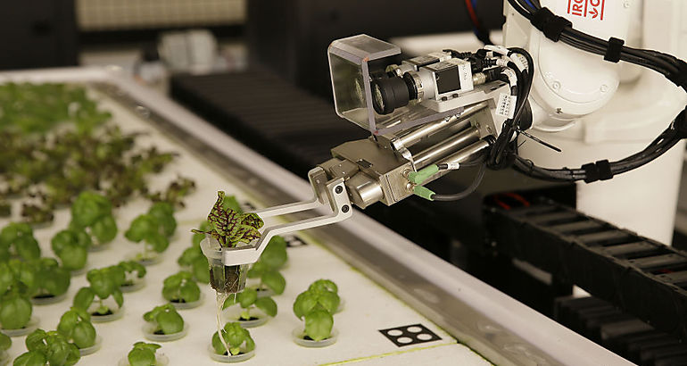 hortalizas cultivadas por robots