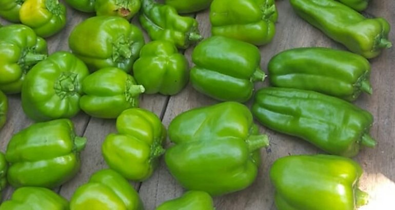 Pimientos