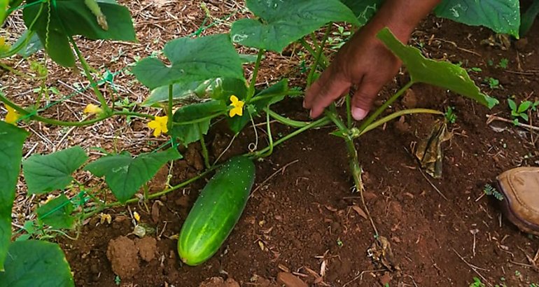 Pepino 