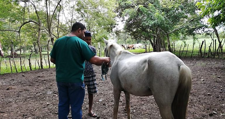 vacunacin para prevenir la encefalitis equina