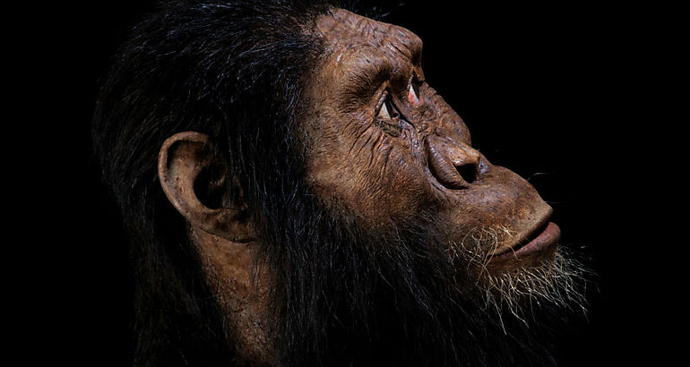 Australopithecus anamensis