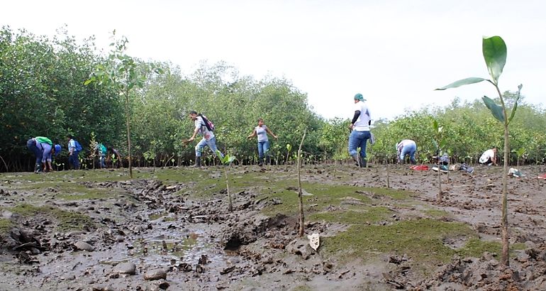 Reforestan estero de Boca Vieja