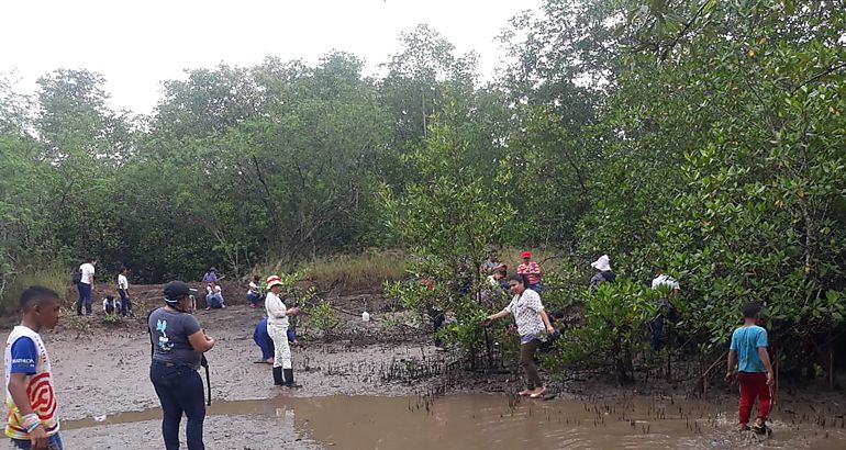 Reforestan zona de manglar en Baco