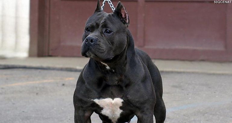 Pitbull