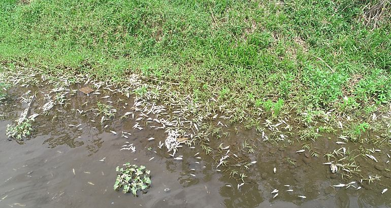 Alanje en alarma por muerte de peces