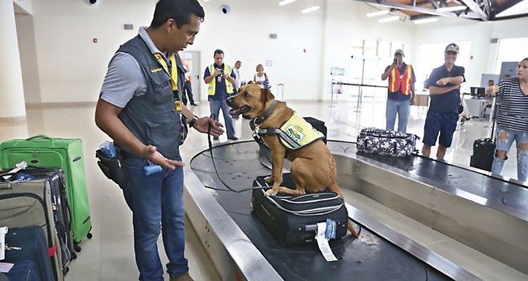 unidad canina