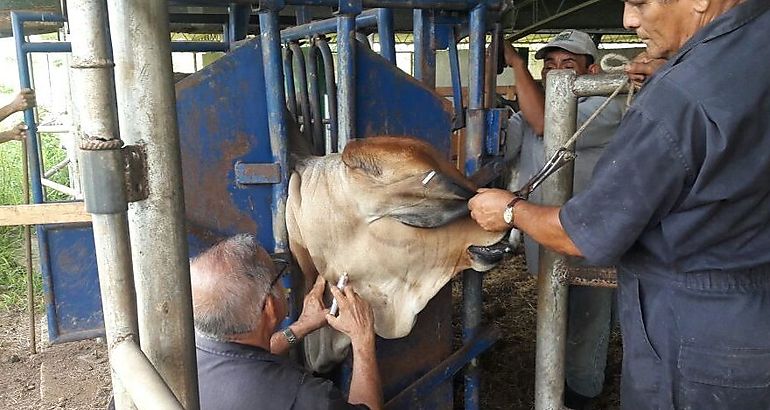 La rabia paraltica bovina