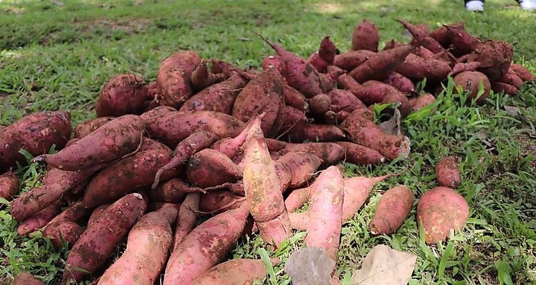 camote biofortificado