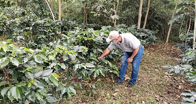 Programa de Reforestacin en Cafetales