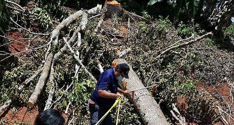 MiAMBIENTE detiene caso de tala ilegal en Los Pozos Herrera