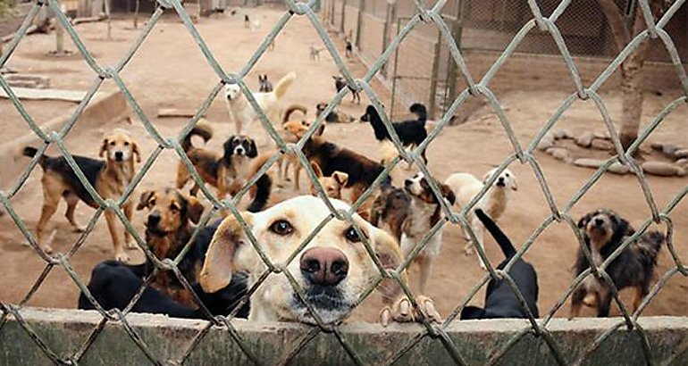 Albergue para perros no contaba con medidas higinicas