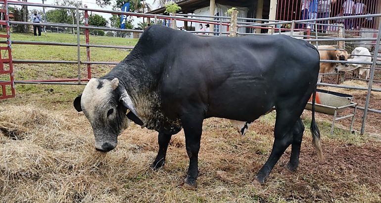 toros lecheros