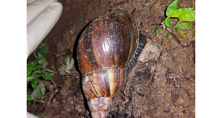 caracol africano