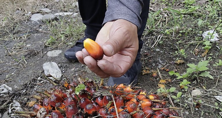 palma aceitera