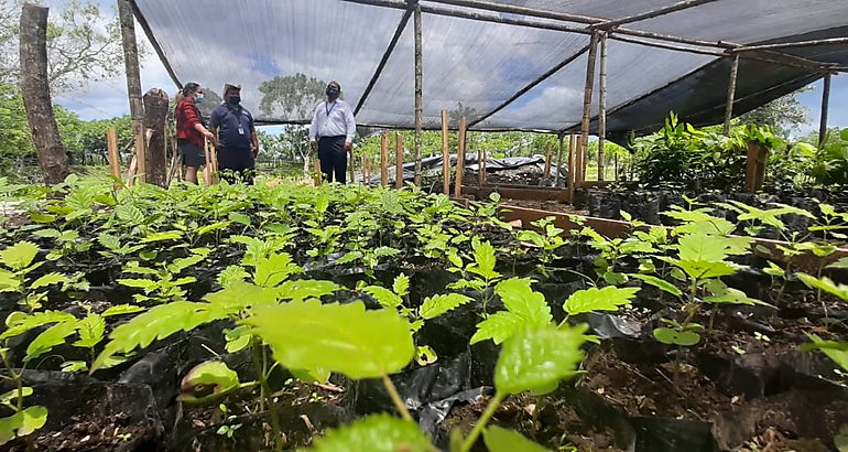 Nuevo vivero forestal en Bugaba