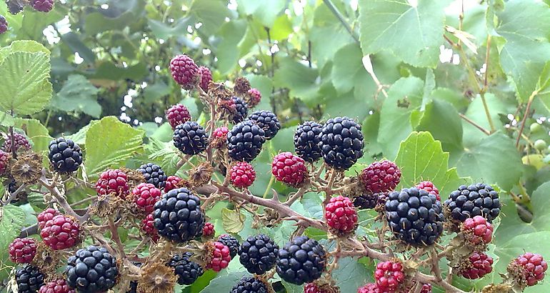 Moras