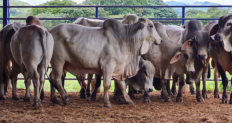 toros de raza brahmn