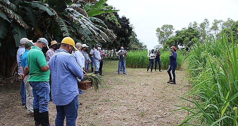 MIDA e IDIAP entrenan tcnicos en identificacin de la maleza conocida como arroz rojo