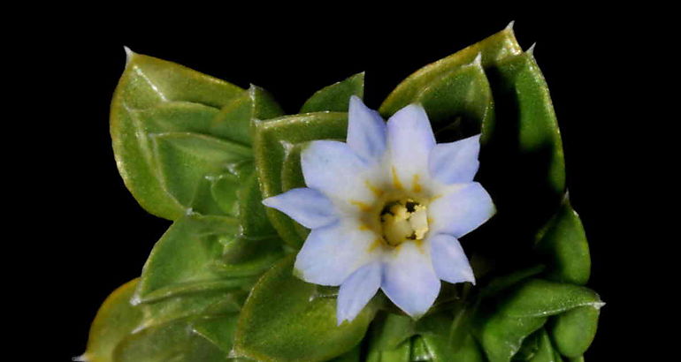 Gentiana bicentenaria