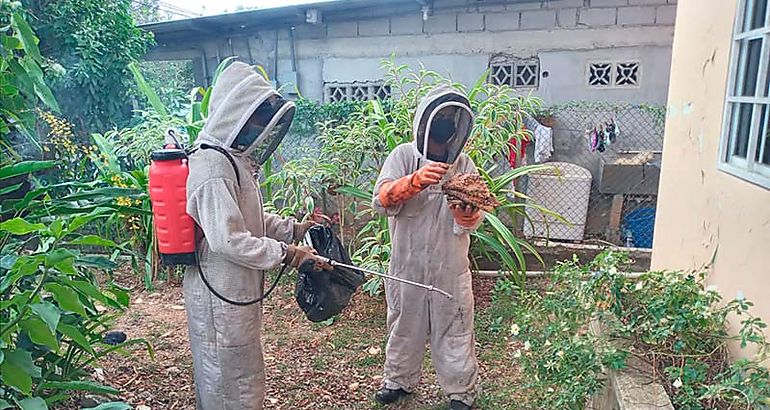  abejas africanizadas 