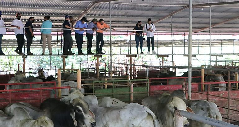 Gobierno Nacional entrego  92 sementales y pasto mejorado a productores santeos