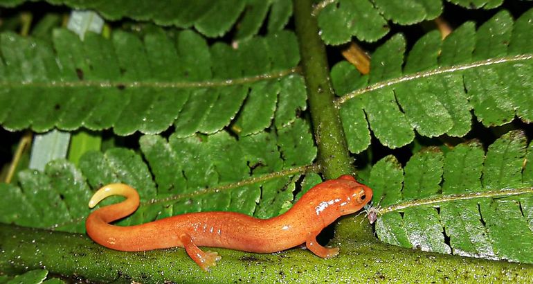 salamandra de fuego chiricana