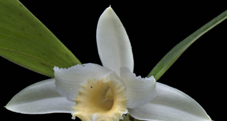 orqudea con el nombre Sobralia rinconiana en honor el Prof Rincn