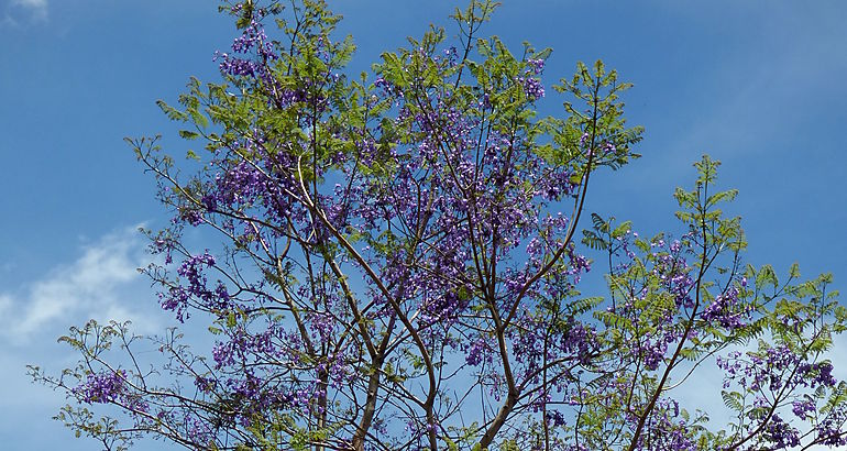 Jacaranda caucana