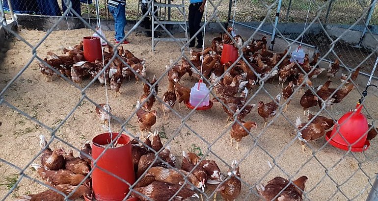 gallinas ponedoras