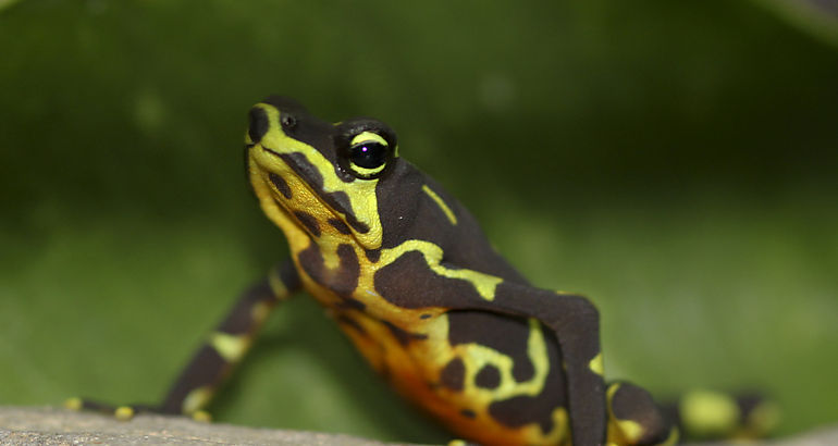 Atelopus limosus