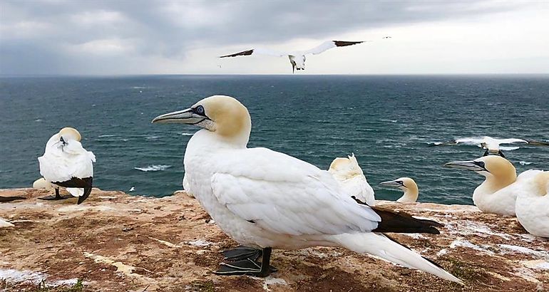 Aves migratorias 