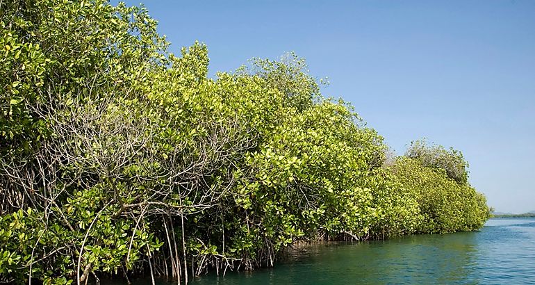 manglar