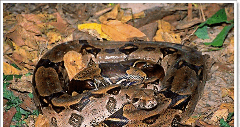 Rescatan boa Constrictor